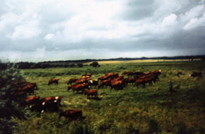 Marion Penner Bancroft, On the road to Sagradowka, red cows introduced to the region by Mennonites , 1999