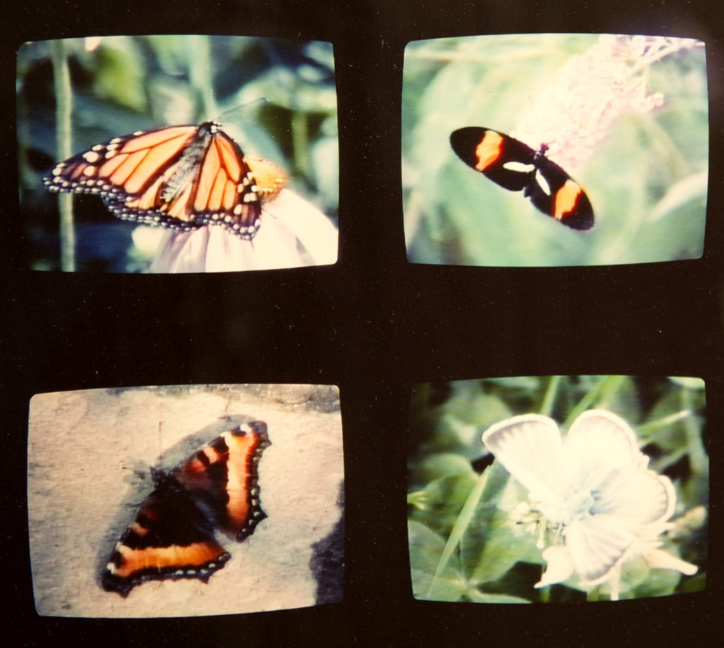 Mike MacDonald, Butterfly, 1996. C-print. (detail)