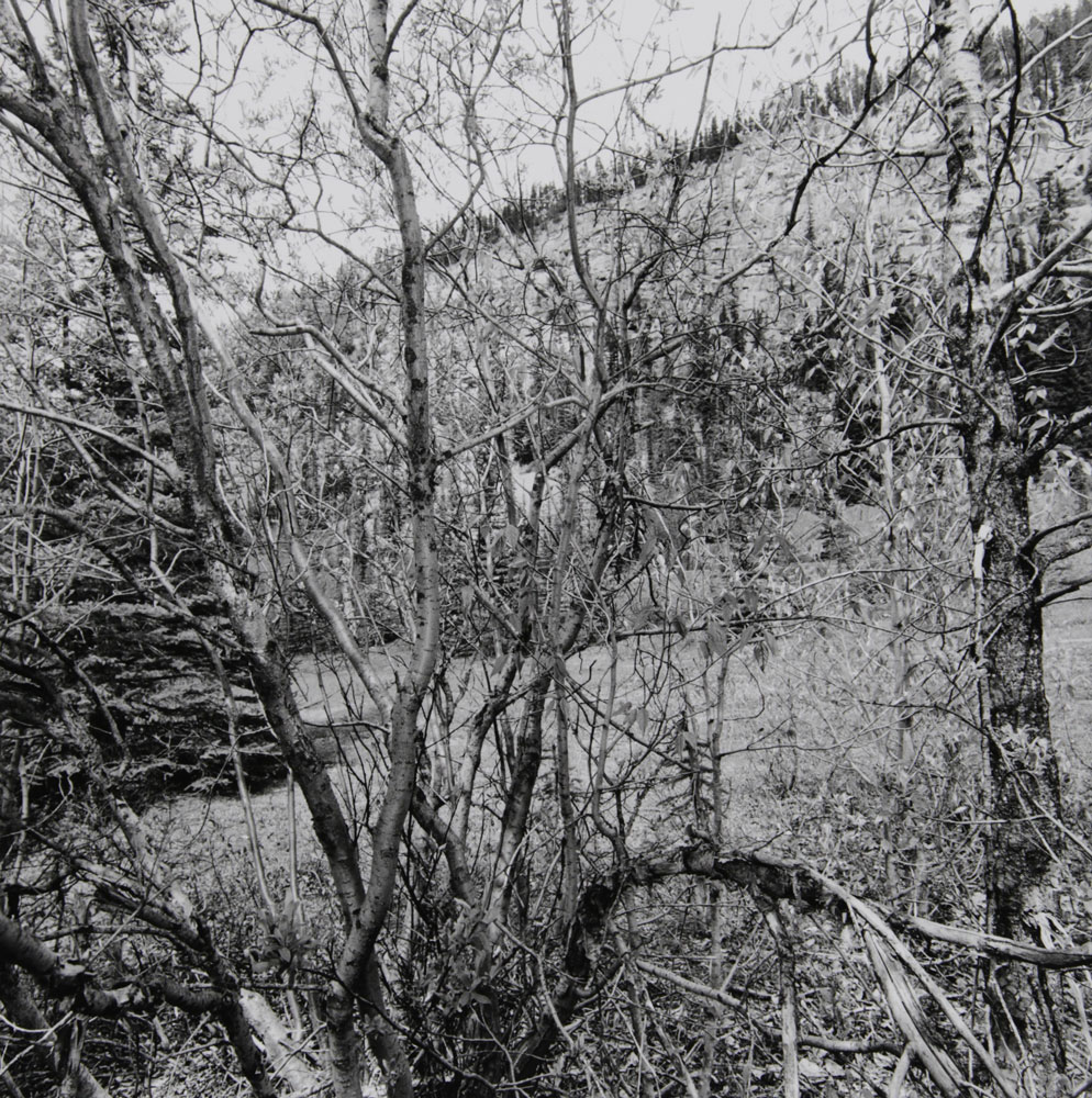 Lee Friedlander, Canadian Rockies, 2005, gelatin silver print, courtesy the Artworkers Retirement Society