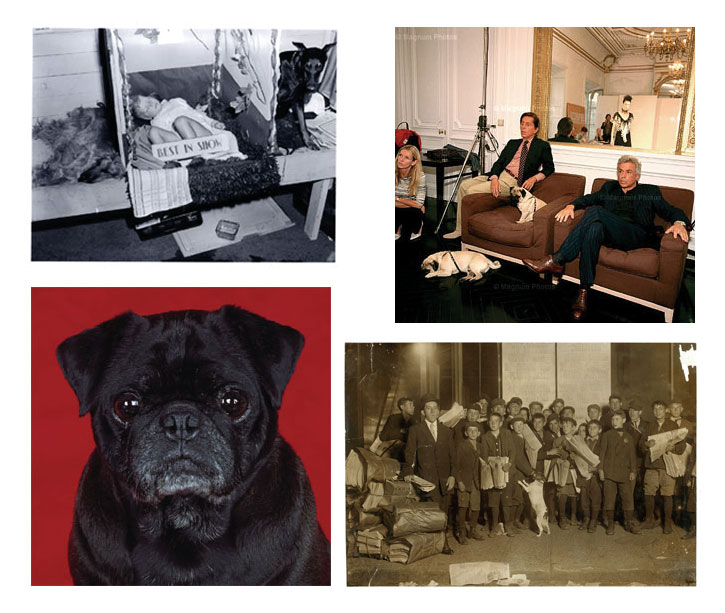 (clockwise from top left) Jack Lindsay, Asleep at the Skookum Kennel Club Dog Show, 1954, City of Vancouver Archive [1184 - 1865]  Martin Parr, Valentino and his business partner Giancarlo Giammetti check Erin’s outfit before the show, 2001 (Paris, France), 11 x 14â€. Courtesy the artist and Magnum Photos. Shari Hatt, Oscar, C-print, 16" x16",2001-2002. Lewis Hine, Sunday 5 A.M. Newsies starting out. Boston, Massachusetts. October 1909.