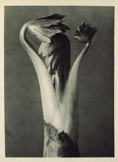 Karl Blossfeldt, Aconitum, (Aconite, Wolfsbane, Monkshood) Young shoot enlarged 5.4 times, photograph.