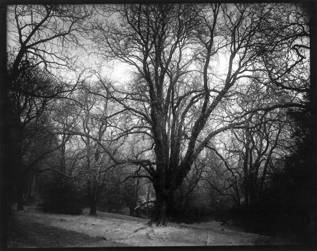 "Untitled (forest)". Josef Sudek