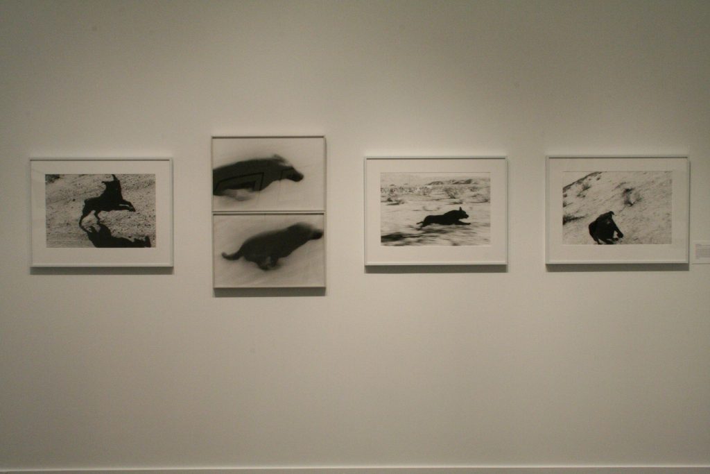 To The Dogs, installation view (John Divola)