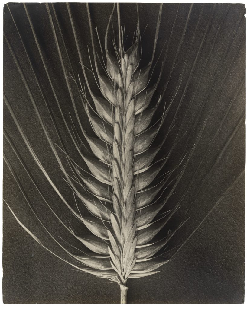Karl Blossfeldt, Hordeum distichum (barley). Photogravure