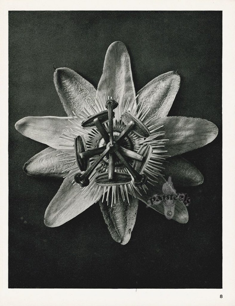 Karl Blossfeldt, Passiflora, Photogravure