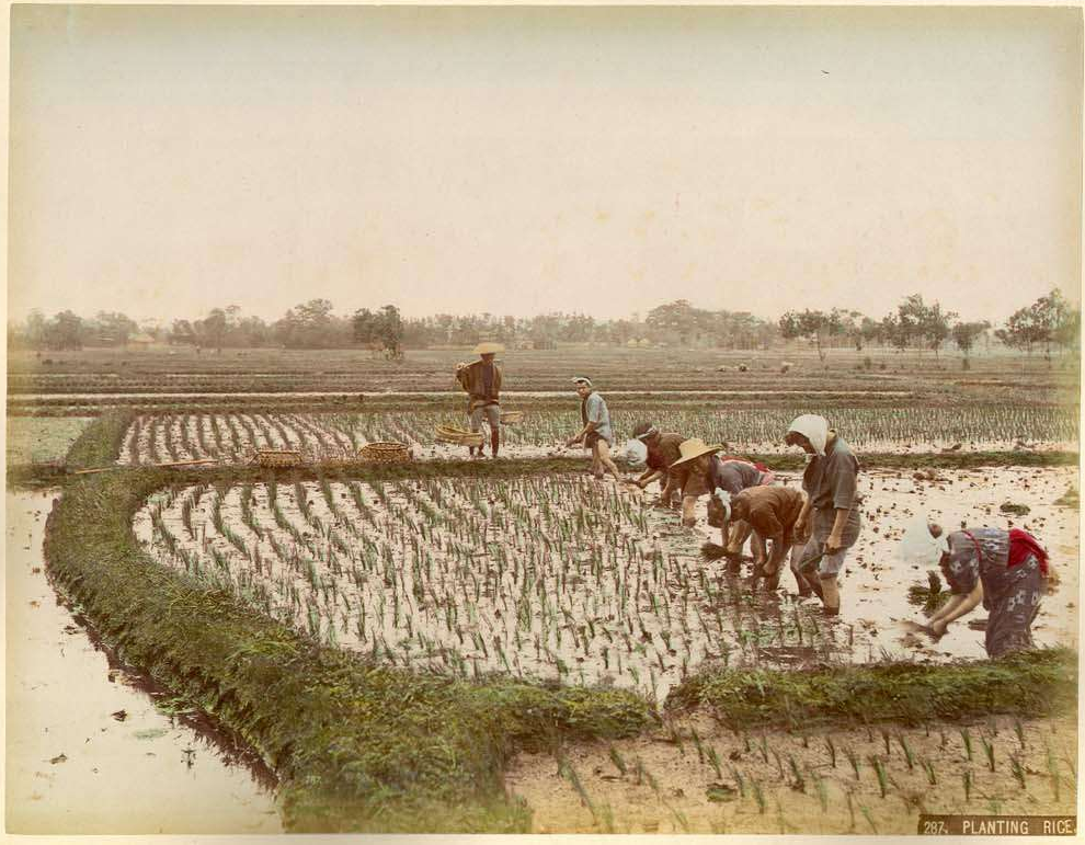 Kusakabe Kimbei, Planting Rice, c. 1880.  Hand-colored albumen print