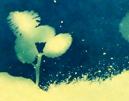 Cyanotypes II