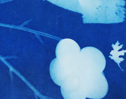 Cyanotypes