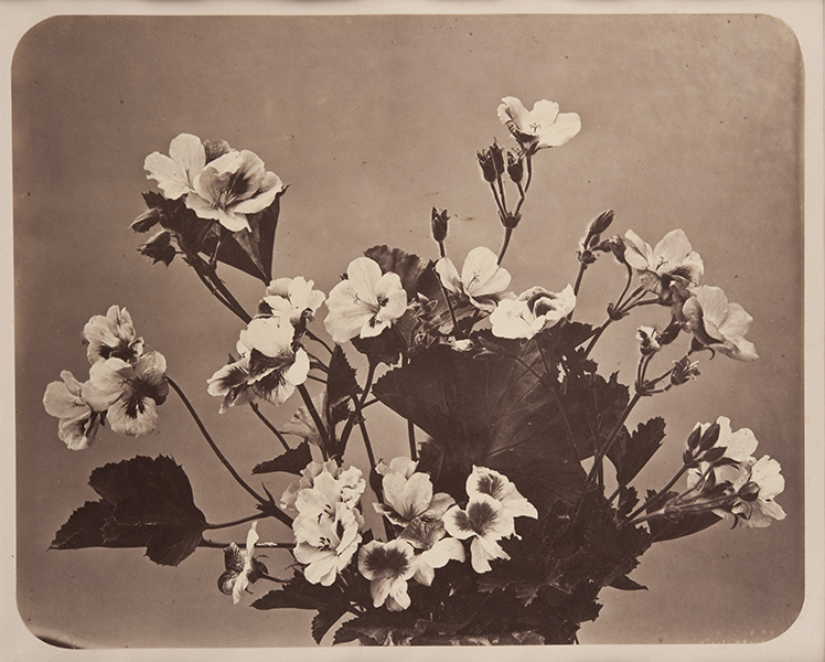 Adolphe Braun, Floral Still Life, c. 1857. albumen print