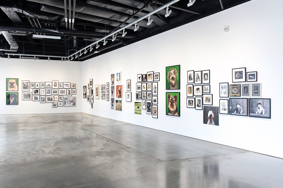 Installation view 3 - Dog Days