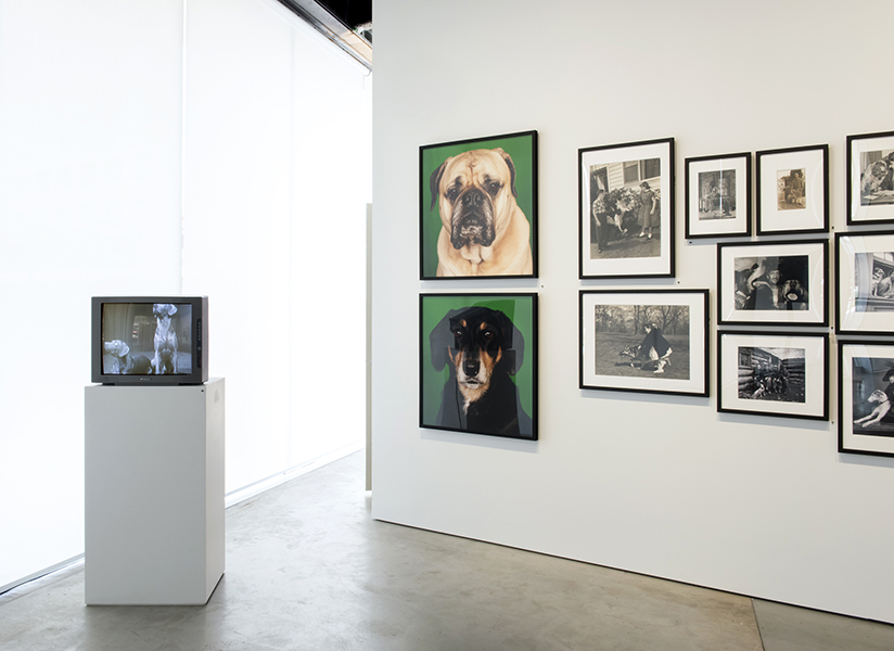 Installation view 9 - Dog Days