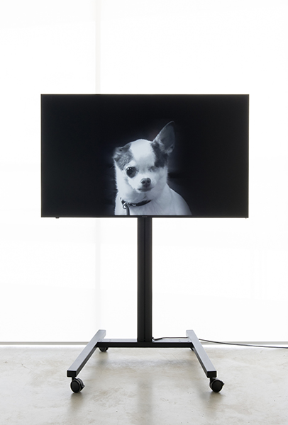 Installation view 10 - Dog Days