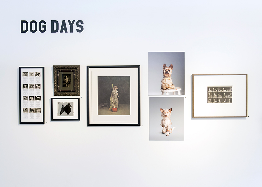 Installation view 1 - Dog Days