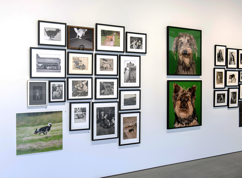 Installation view 5 - Dog Days