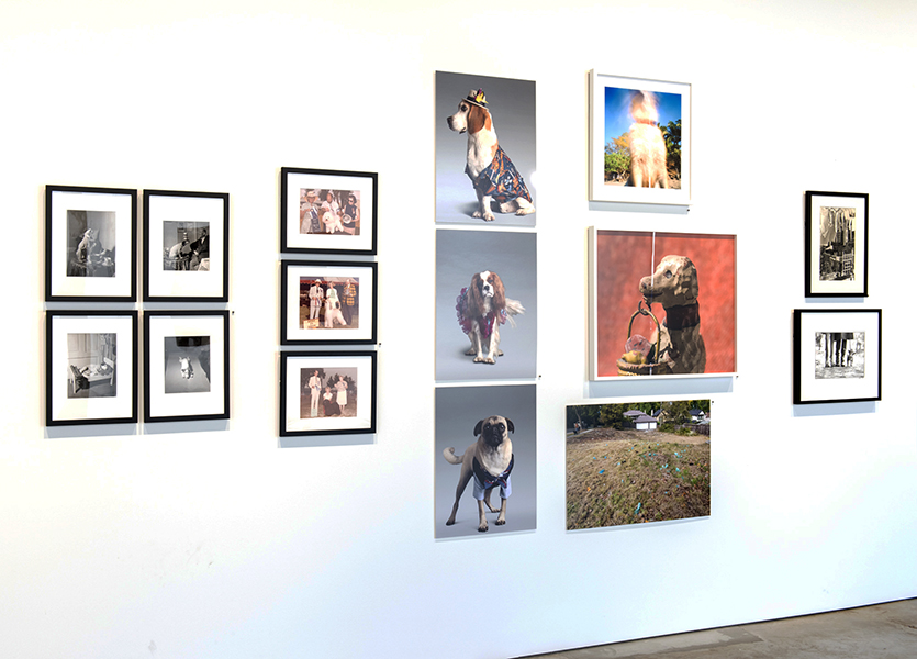 Installation view 7 - Dog Days