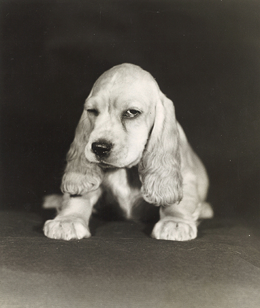 Anonymous press photo, c.1960s. Silver gelatin print. Courtesy Winter Works on Paper, NY