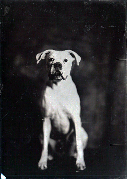 Geoffrey Wallang, Bruce, 2018. Contemporary tintype. Courtesy the artist