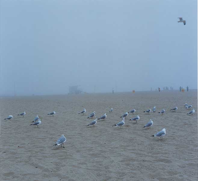 Diane Evans - sandy landscape with birds